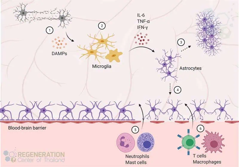 神經(jīng)元干細(xì)胞繞過血腦屏障