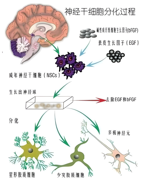 神經干細胞分化過程