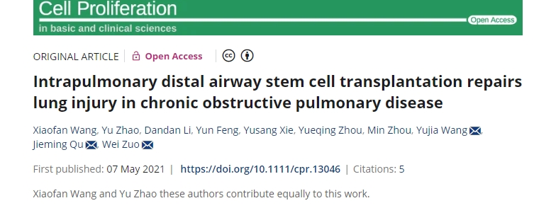 肺內(nèi)遠端氣道干細胞移植修復慢性阻塞性肺病肺損傷