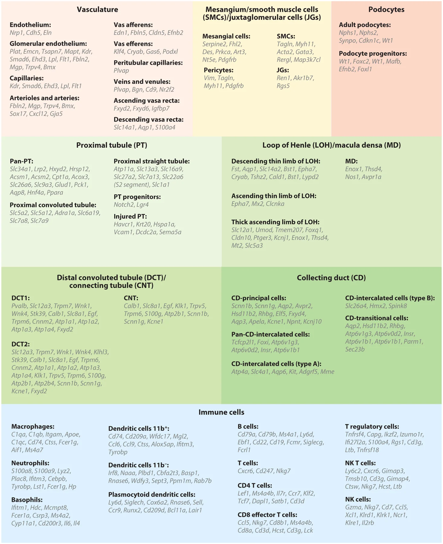 圖4：腎臟上皮細胞、內皮細胞和免疫細胞的細胞類型特異性標記基因