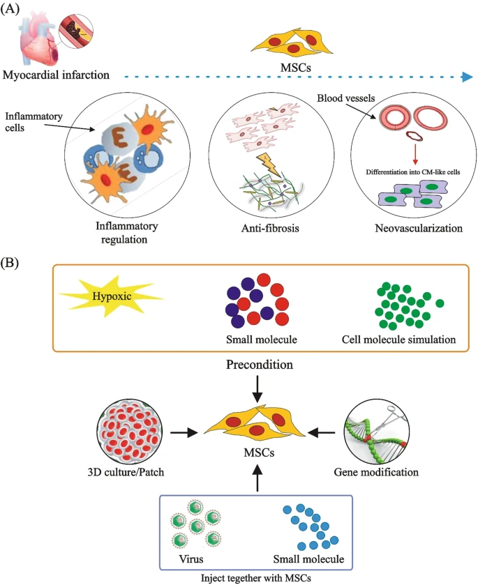 (A) MSCs通過調(diào)節(jié)炎癥、預(yù)防纖維化、促進(jìn)新血管形成和分化為心肌樣細(xì)胞來治療CVD。

(B) 改善MSCs在CVD中的治療效果的方法。為了提高M(jìn)SCs的治療效果，已經(jīng)采用了3D培養(yǎng)、含有MSCs的貼片、用缺氧或化學(xué)物質(zhì)進(jìn)行預(yù)處理、基因修飾以及病毒注射與小化合物或shRNA相結(jié)合等技術(shù)。