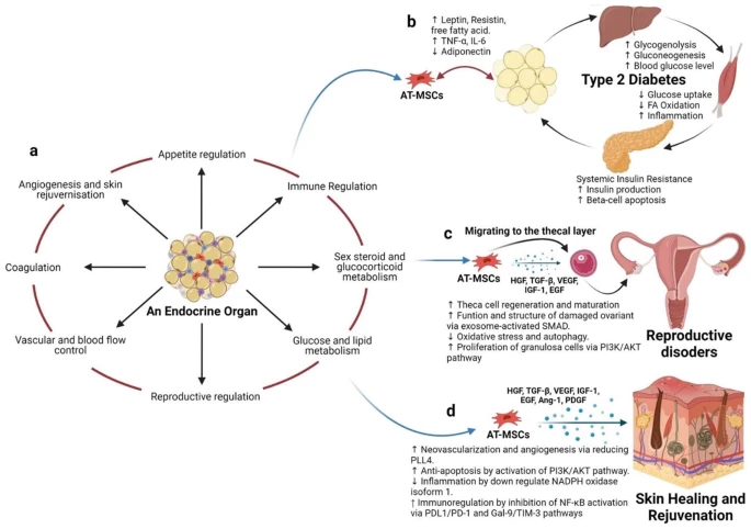 不建議使用自體AT-MSC治療T2DM等代謝疾?。▓D4）。