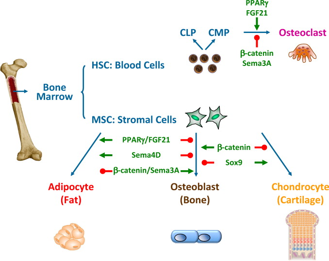 骨髓間充質(zhì)干細(xì)胞的來(lái)源、特性、作用是什么？