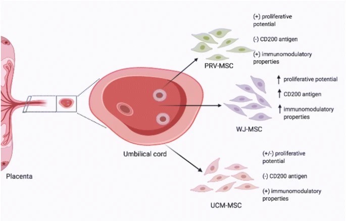 臍帶間充質干細胞的來源、特性、作用是什么？