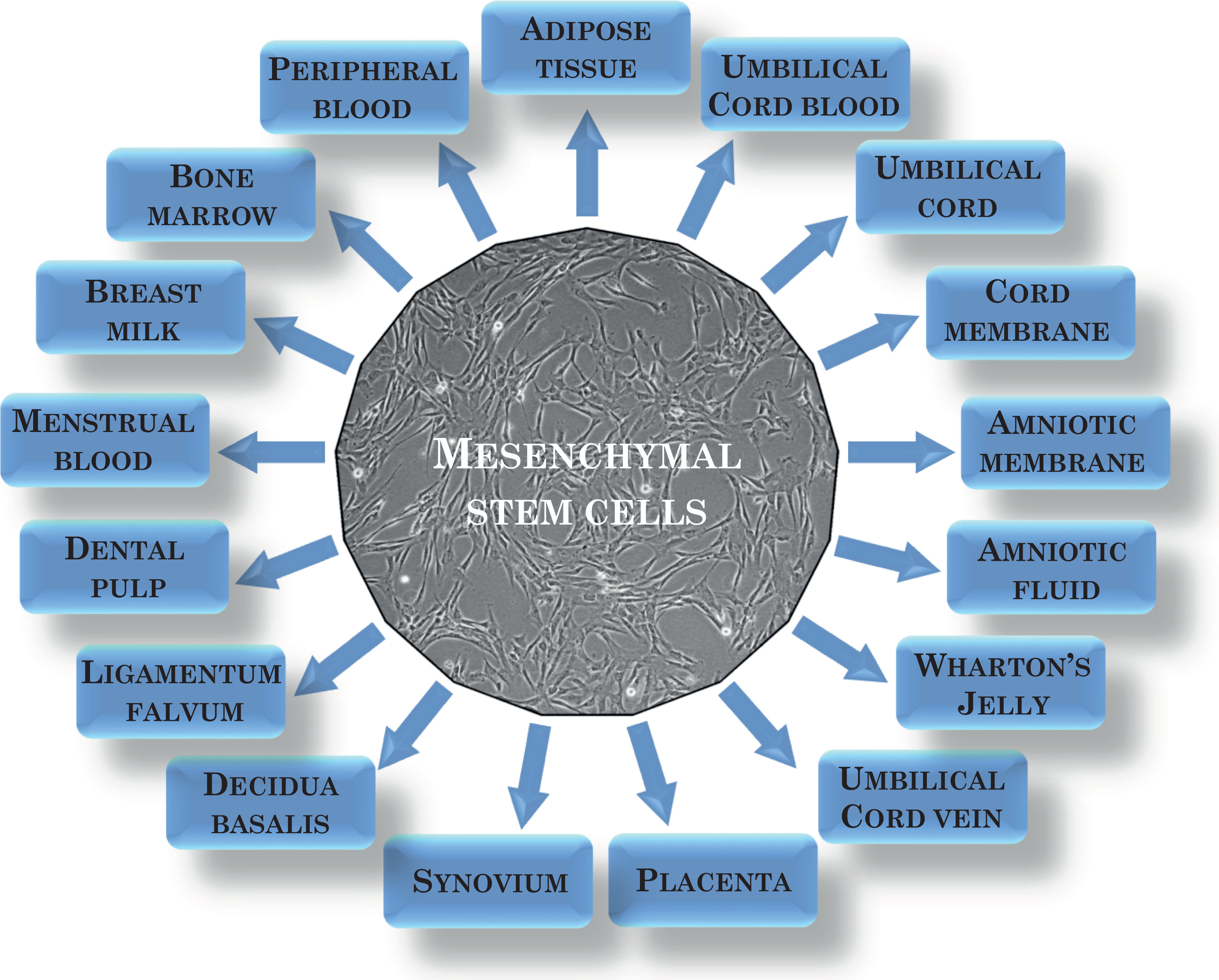 圖1：間充質(zhì)干細胞的來源