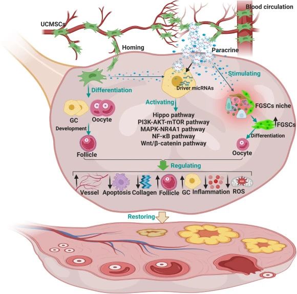 二、臍帶間充質干細胞如何治療卵巢衰老？