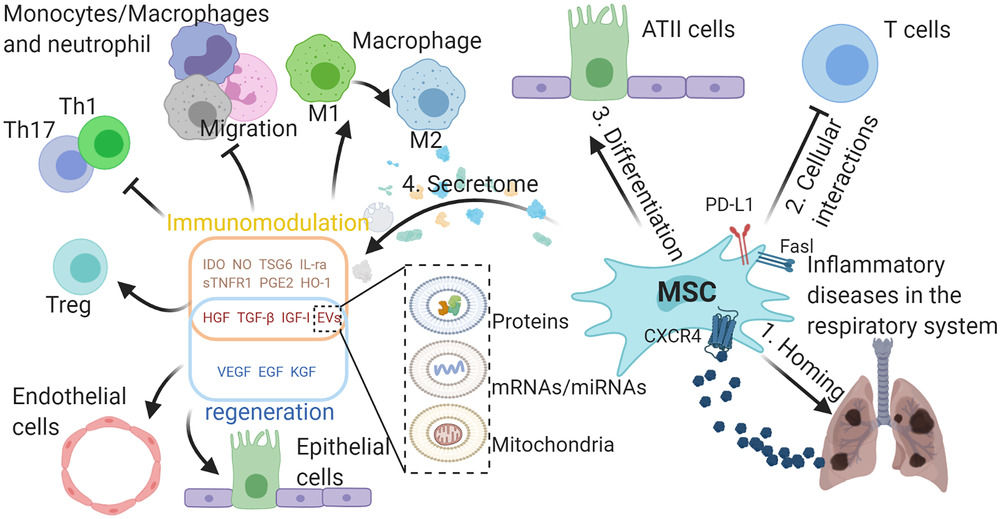 MSCs在呼吸系統典型炎癥疾病中的作用。

外源性MSCs可通過SDF-1-CXCR4軸遷移至受損組織，間充質干細胞可通過細胞間相互作用分化為ATII樣細胞并抑制免疫細胞，并分泌多種具有免疫調節能力的生物活性分子，促進受損組織再生。與免疫調節相關的分子可使巨噬細胞從M1型轉變為M2型，抑制巨噬細胞、中性粒細胞和單核細胞的遷移，抑制TH1和TH17細胞的分化，促進Treg細胞的形成。

生長因子可保護肺泡上皮細胞和肺血管內皮細胞免受損傷。間充質干細胞可通過EVs將蛋白質、mRNA/miRNA和線粒體轉運到其他細胞，發揮其在免疫調節和再生中的作用，EVs的功能由其內容決定。