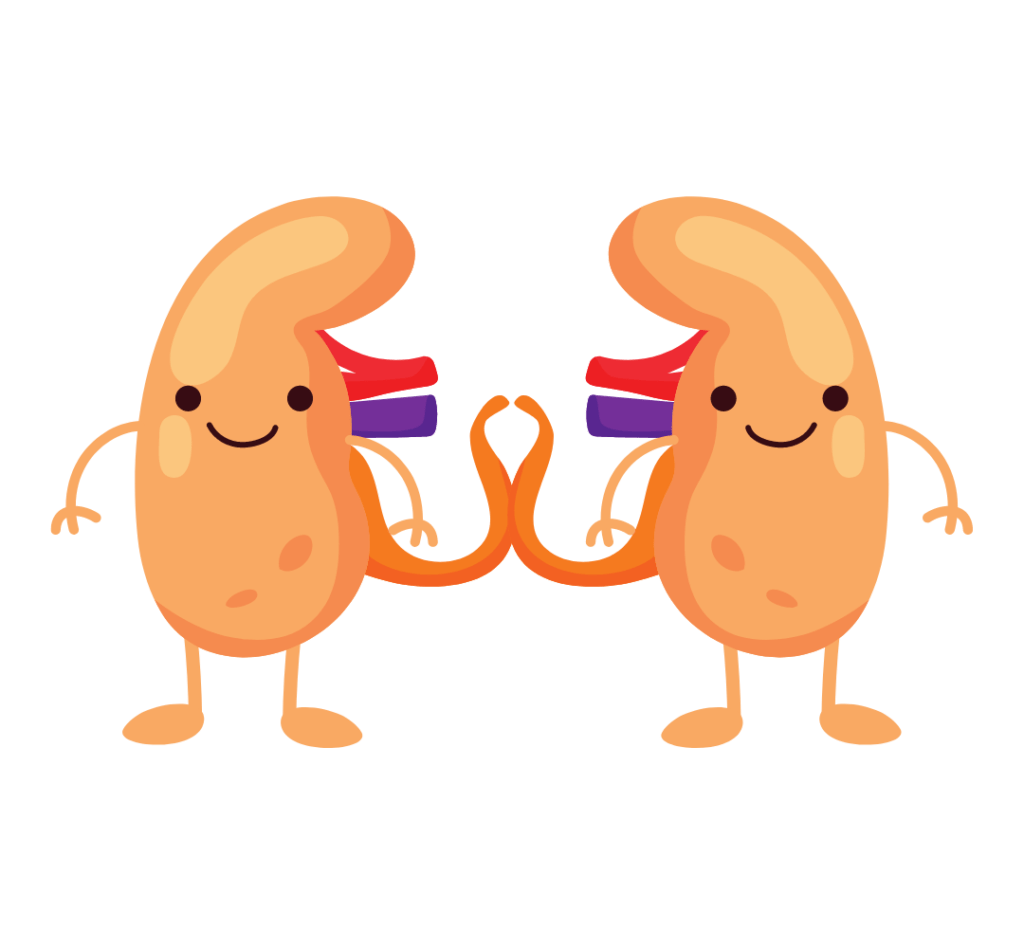 干細(xì)胞療法對治療腎臟疾病和腎移植的研究進(jìn)展