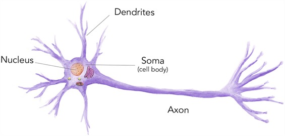 細胞是什么？ 