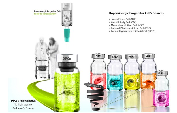 圖3：用于產(chǎn)生多巴胺能神經(jīng)元的不同細(xì)胞來源，以便將其應(yīng)用于PD患者的移植。