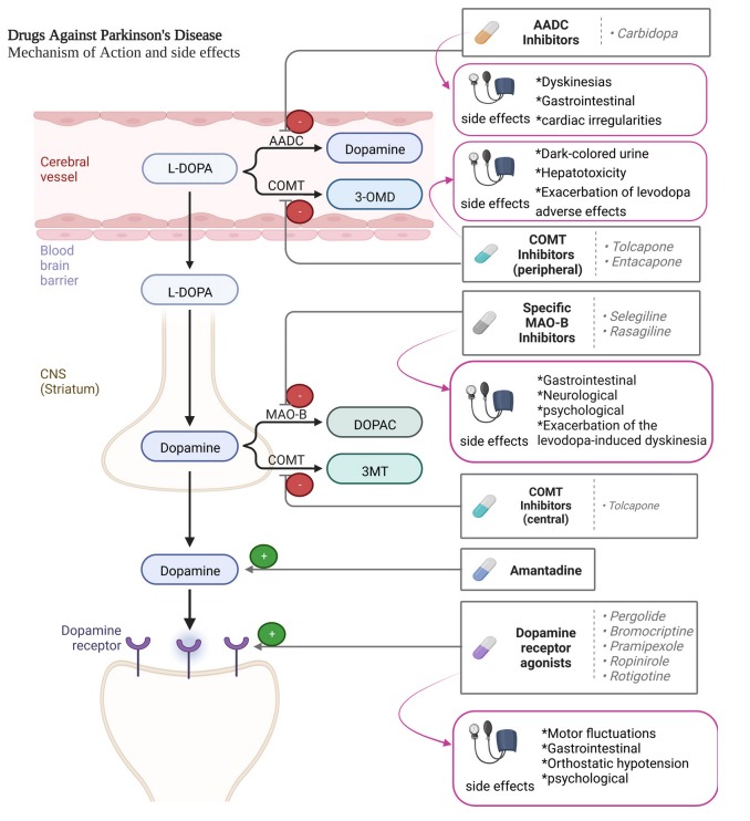圖2：帕金森病患者使用的藥物及其作用機(jī)制。