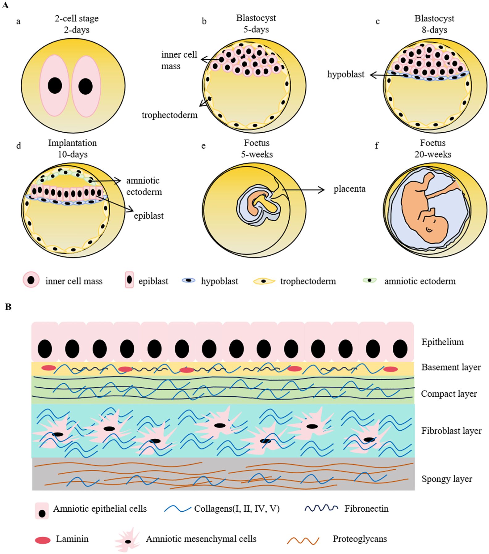 圖1:早期胚胎發(fā)育示意圖和人羊膜結(jié)構(gòu) 圖1:早期胚胎發(fā)育示意圖和人羊膜結(jié)構(gòu)