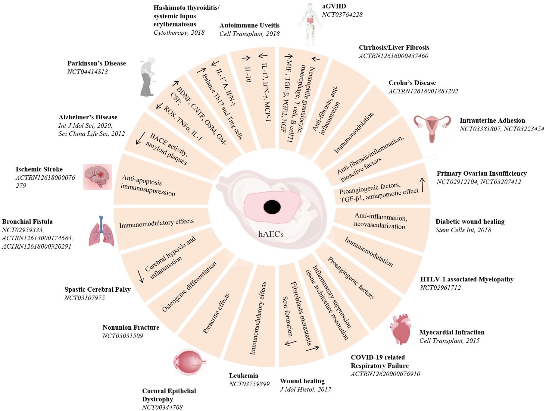 圖3:hAECs在疾病治療中的臨床前和臨床研究。hAECs在各種疾病治療中的示意圖和潛在的機(jī)制。 圖3:hAECs在疾病治療中的臨床前和臨床研究。hAECs在各種疾病治療中的示意圖和潛在的機(jī)制。