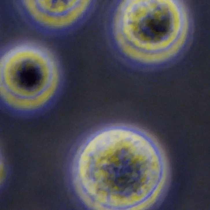 從實驗室到臨床：干細胞機構是如何生產高質量干細胞的？