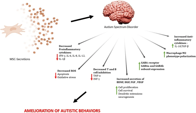 圖1:干細(xì)胞治療自閉癥譜系障礙的作用機(jī)制 圖1:干細(xì)胞治療自閉癥譜系障礙的作用機(jī)制