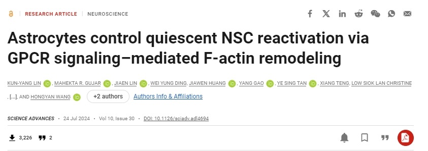 星形膠質(zhì)細(xì)胞通過(guò) GPCR 信號(hào)介導(dǎo)的 F-肌動(dòng)蛋白重塑控制靜止 NSC 再激活 星形膠質(zhì)細(xì)胞通過(guò) GPCR 信號(hào)介導(dǎo)的 F-肌動(dòng)蛋白重塑控制靜止 NSC 再激活