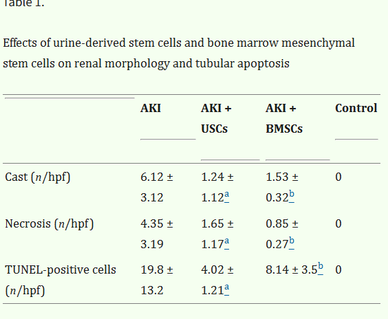 表1：尿源干細(xì)胞與骨髓間充質(zhì)干細(xì)胞對腎臟形態(tài)及腎小管凋亡的影響
