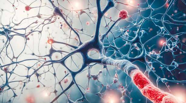 胚胎干細胞和神經(jīng)干細胞在科學(xué)研究中的區(qū)別是什么？