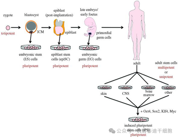 圖1：從多能干細(xì)胞生成羊膜功能細(xì)胞。此外，這還清楚地說明了全能性和多能性。