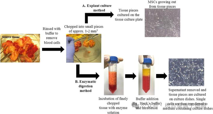 圖6：在實(shí)驗(yàn)室環(huán)境中培養(yǎng)成體（間充質(zhì)）干細(xì)胞的無菌方法。