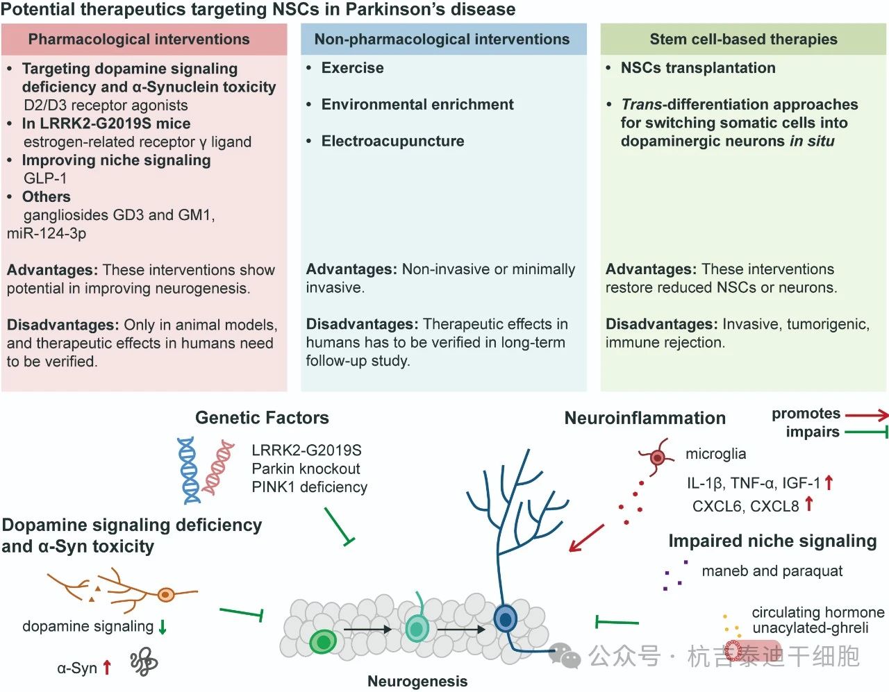 圖3：針對帕金森病中神經(jīng)干細(xì)胞的潛在療法。