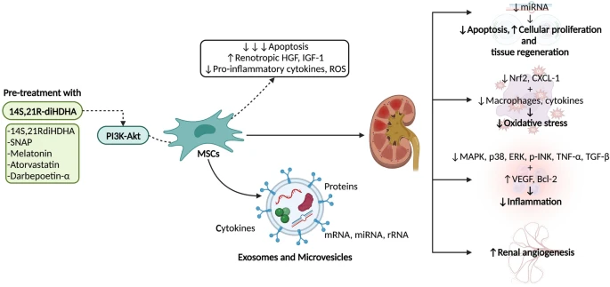 圖2：間充質干細胞 (MSC) 療法在腎病中的應用及其對細胞凋亡、組織再生、氧化應激、炎癥和血管生成的影響。使用多種藥物進行預處理可以增強MSC療法的效果。?