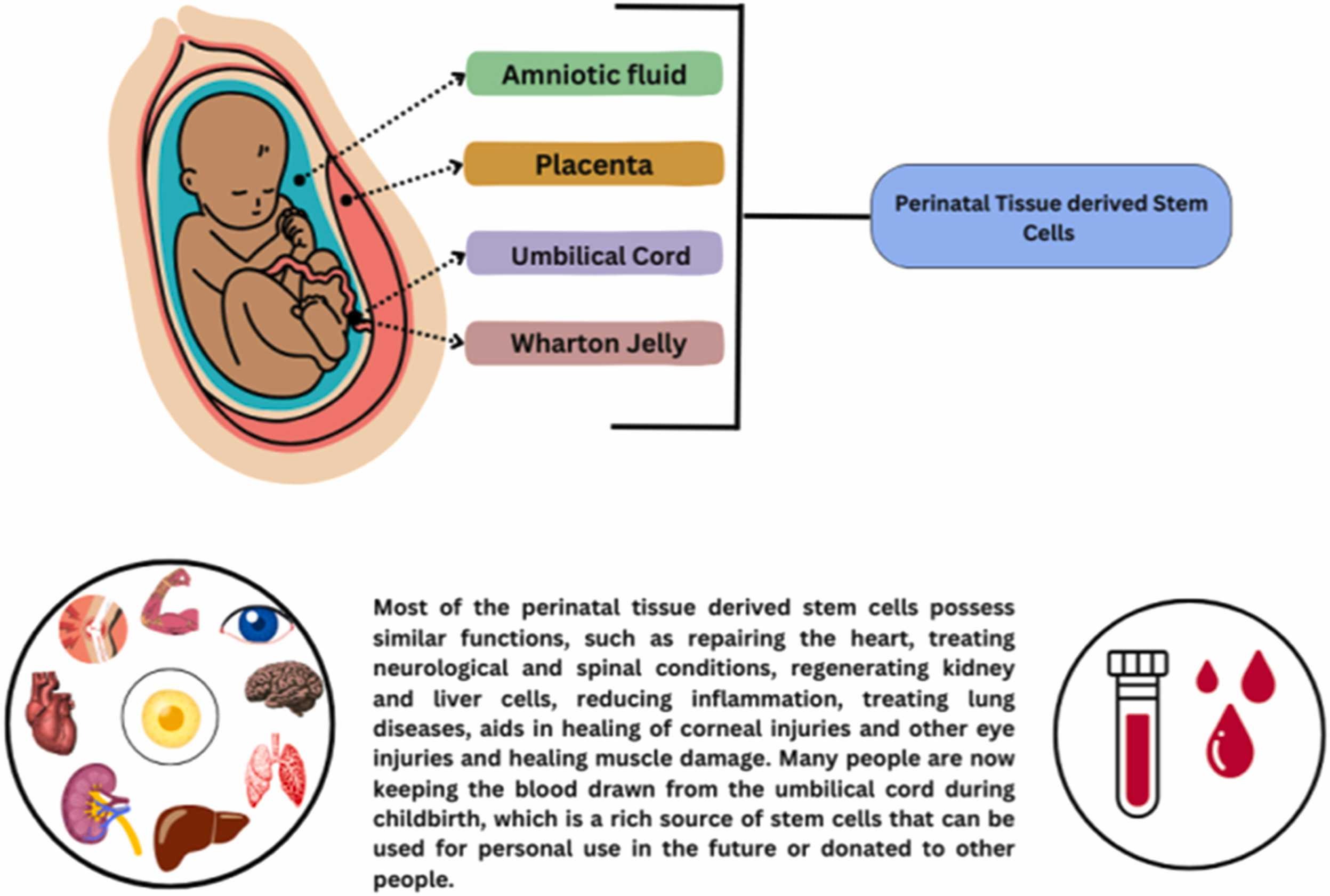 圖3：圍產期干細胞的分類。