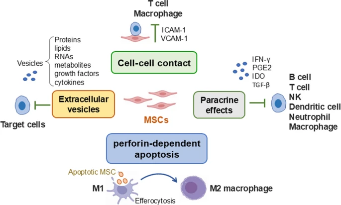 圖1：MSCs發揮免疫調節功能的潛在機制
