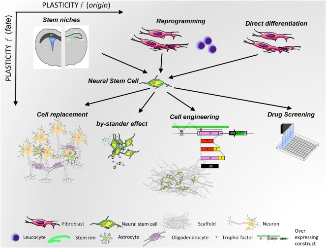 圖2：NSC可塑性與來源（x 軸）和治療用途（y 軸）的關系。