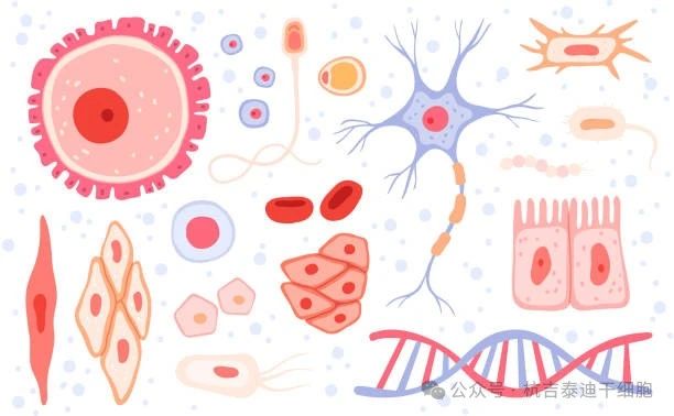 什么是成體干細(xì)胞?它們?cè)谠偕t(yī)學(xué)中的作用 什么是成體干細(xì)胞?它們?cè)谠偕t(yī)學(xué)中的作用