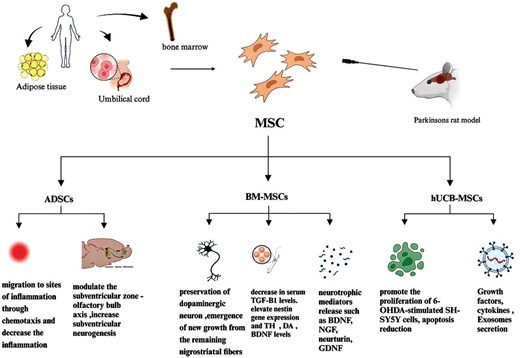 圖4：不同類型的間充質(zhì)干細(xì)胞在帕金森病中的治療潛力和機(jī)制的概述。