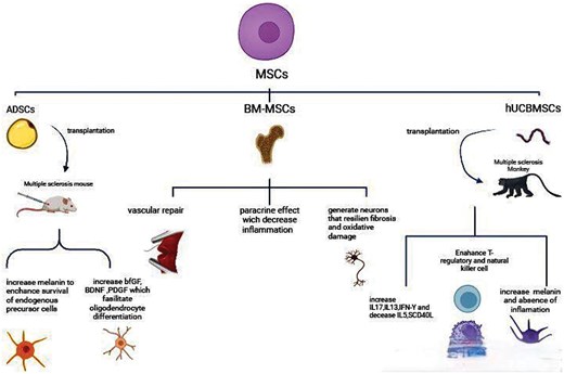 圖3：不同類型的間充質(zhì)干細(xì)胞 (MSC) 通過(guò)多種機(jī)制對(duì)多發(fā)性硬化癥的治療產(chǎn)生影響。