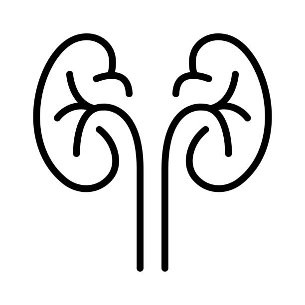 從早期到終末期：干細胞治療腎病的全階段適用性解答