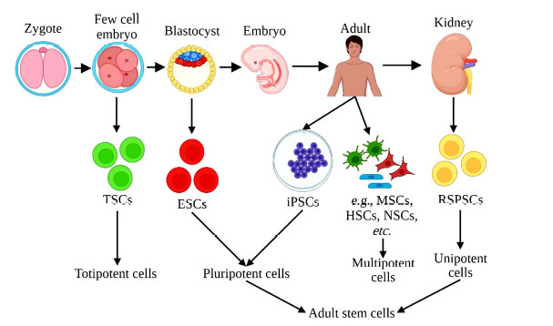 圖 (1)：根據干細胞分化成其他細胞類型的能力對其進行分類。