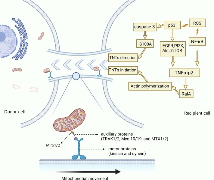 圖3：TNT介導MT的機制