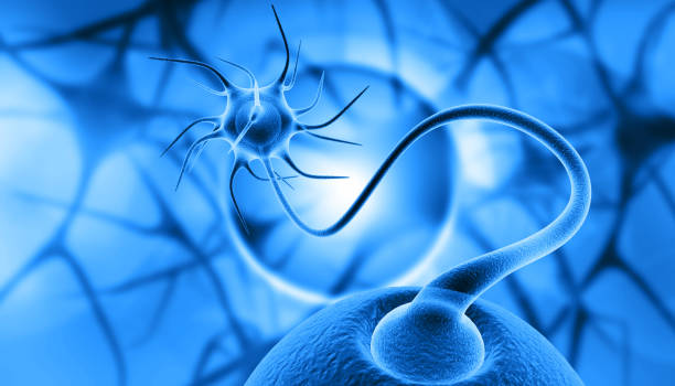 衰老中的神經干細胞，如何利用神經干細胞治療衰老相關疾病？