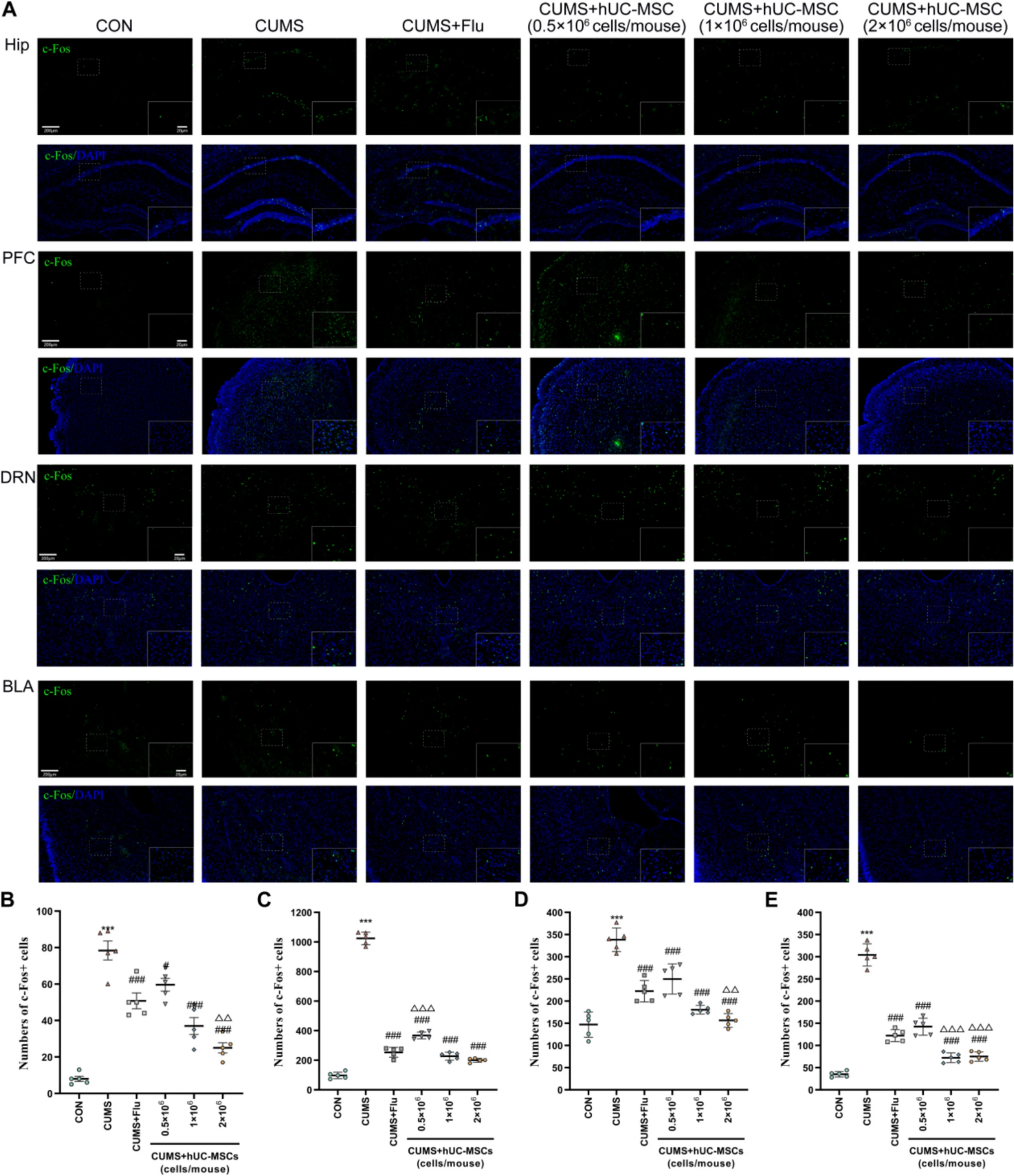 圖3：hUC-MSCs修復了CUMS小鼠的神經元活動異常。