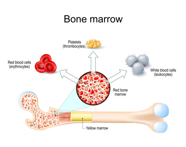 骨髓來(lái)源的單個(gè)核細(xì)胞 骨髓來(lái)源的單個(gè)核細(xì)胞