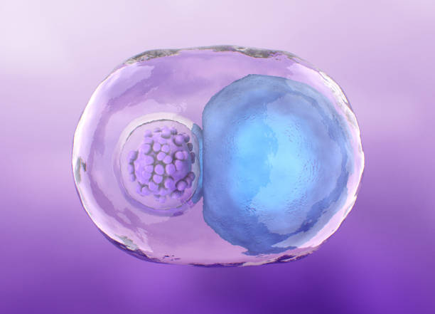 如何區(qū)分間充質(zhì)干細(xì)胞和臍帶血干細(xì)胞，6大的區(qū)別剖開兩類細(xì)胞的本質(zhì)差異