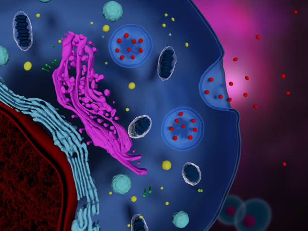 什么是間充質干細胞外泌體-治療機制-為何未大規模臨床應用？