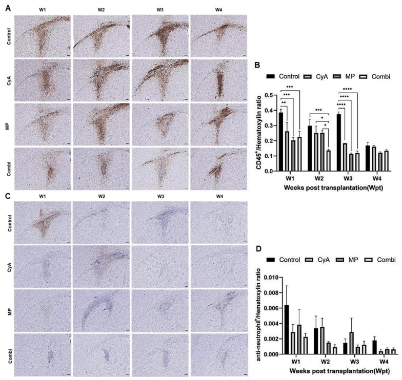 圖7：移植同種異體NSC的免疫抑制C57BL/6小鼠紋狀體中CD45+白細(xì)胞和中性粒細(xì)胞的組織學(xué)分析。