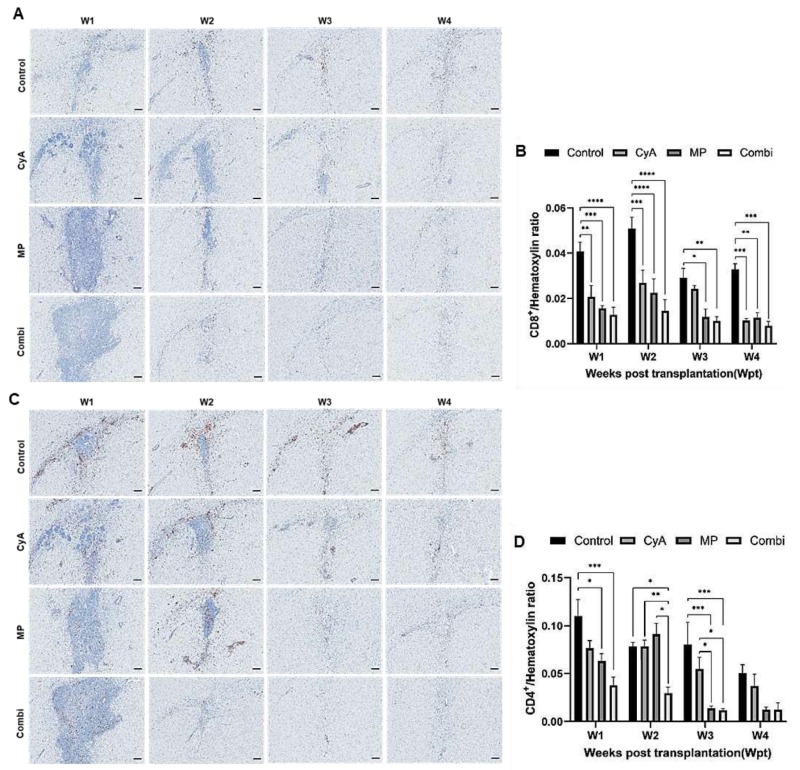 圖5：移植異種NSC的免疫抑制C57BL/6小鼠紋狀體中CD8+和CD4+T淋巴細(xì)胞的組織學(xué)分析。