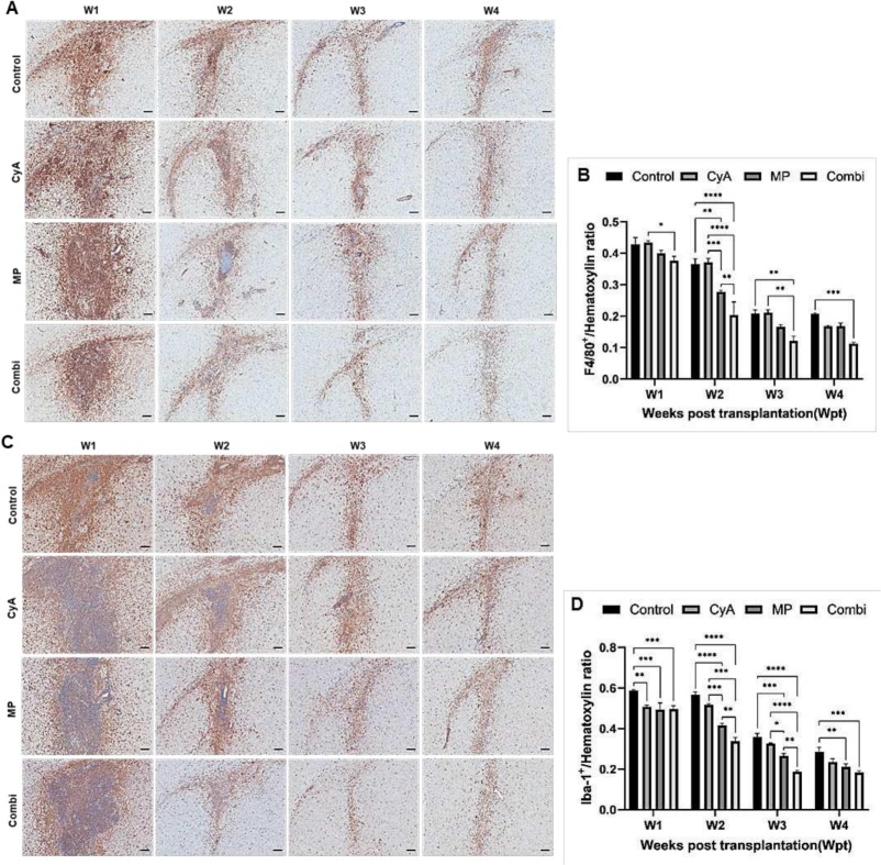 圖4：移植異種NSC的免疫抑制C57BL/6小鼠紋狀體中的小膠質(zhì)細(xì)胞/巨噬細(xì)胞的組織學(xué)分析。