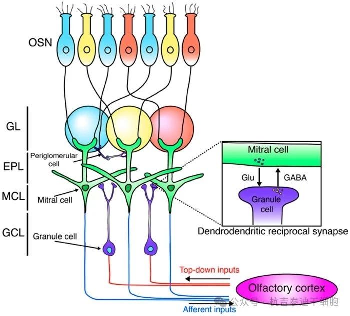 圖2：這是嗅球神經網絡的示意圖。