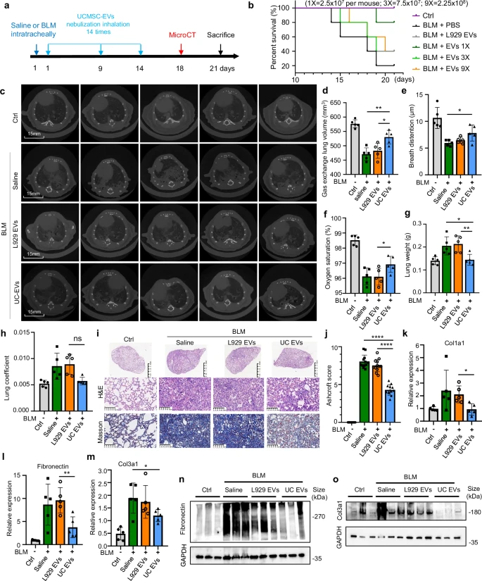 圖2：霧化 hUCMSC-EVs 治療小鼠損傷性肺纖維化的療效。