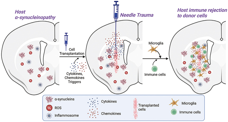 圖1：限制供體細(xì)胞存活和植入的因素。