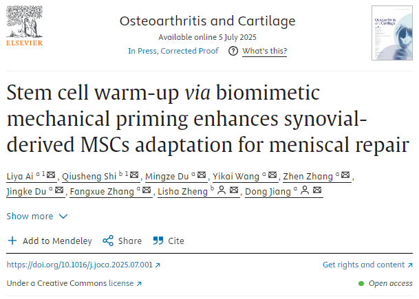 通過仿生機械啟動進行干細胞預(yù)熱
可增強滑膜來源的MSCs對半月板修復(fù)的適應(yīng)性