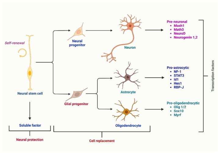 圖1：根據伴隨的轉錄因子，神經干細胞分化為三種主要類型的神經細胞：星形膠質細胞、少突膠質細胞和神經元。