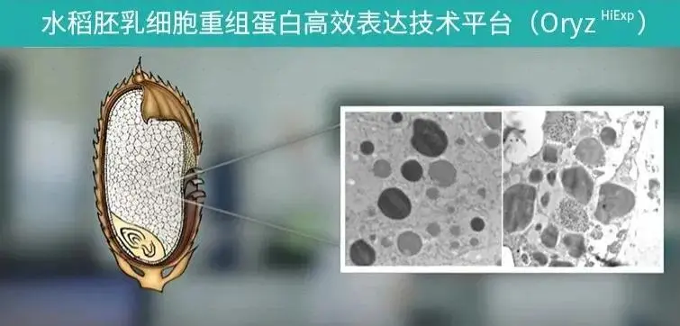 水稻胚乳細胞重組蛋白高效表達技術(shù)平臺