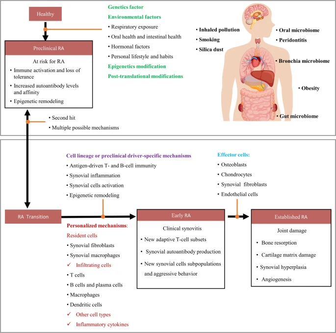 圖2：類風(fēng)濕性關(guān)節(jié)炎的發(fā)生和發(fā)展。